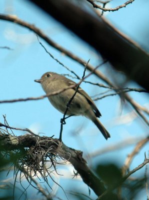 419Neals 009HuttonsVireo.jpg