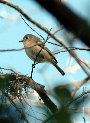 419Neals 011HuttonsVireo.jpg