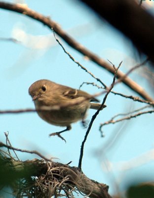 419Neals 012HuttonsVireo.jpg