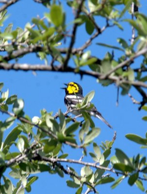 419Neals 031golden-cheekedWarbler.jpg