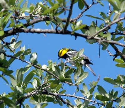 419Neals 038goldencheekedwarbler.jpg