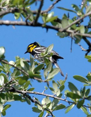 419Neals 040goldencheekedwarbler.jpg