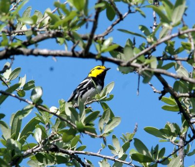 419Neals 043goldencheekedwarbler.jpg