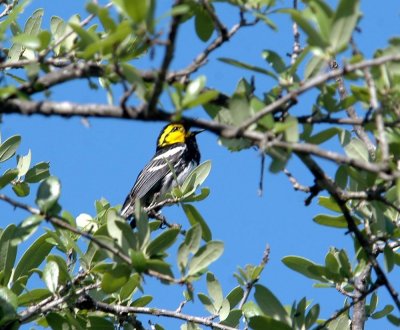 419Neals 049goldencheekedwarbler.jpg
