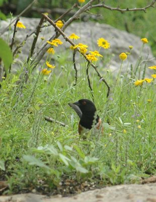 420Neals 019zzzspottedTowhee.jpg