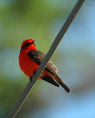 426Neals 040vermilion.jpg