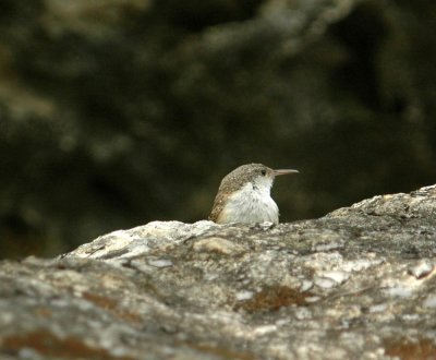 427Neals 125canyonWren.jpg