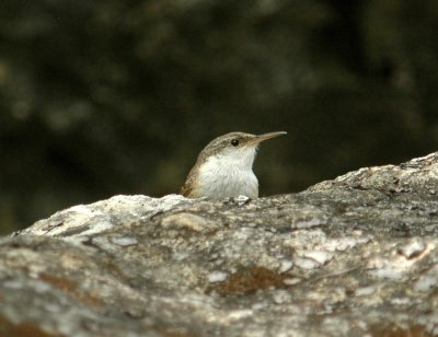 427Neals 127canyonWren.jpg