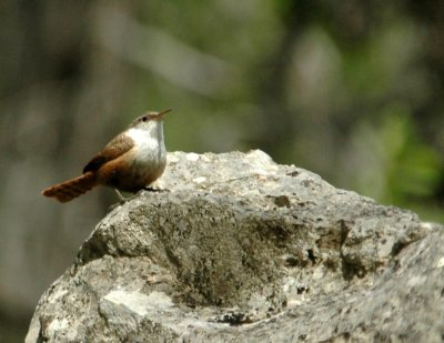 427Neals 128canyonWren.jpg