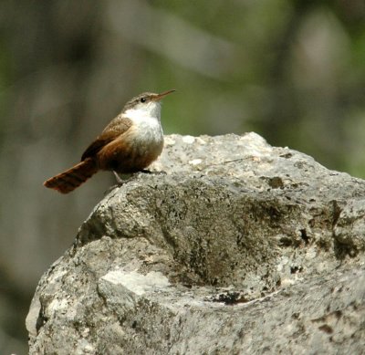 427Neals 130canyonWren.jpg