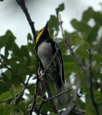 427Neals 144goldencheekedWarbler.jpg