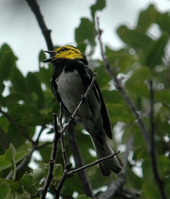 427Neals 147goldencheekedWarbler.jpg