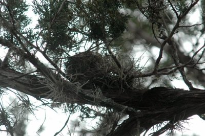 427Neals 149GCWnest.jpg