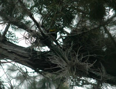 427Neals 151gwcAt Nest.jpg