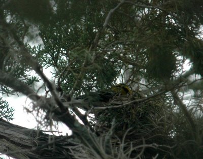 427Neals 153GCWonNestFeeding.jpg
