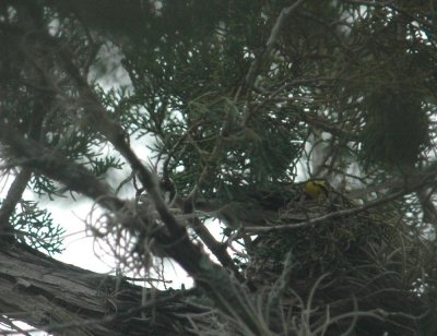 427Neals 154GCW onNestFeeding.jpg