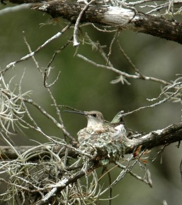 427Neals 161blackchinnedOn nest.jpg