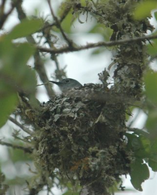 427Neals 171bluegrayGnatcatcher On Nest.jpg