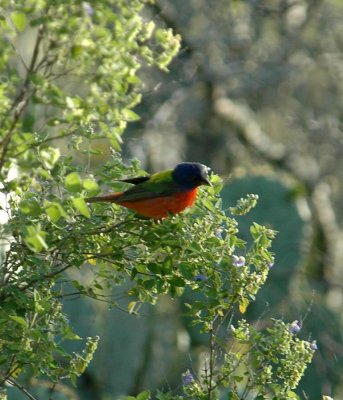 428Neals 017paintedBunting.jpg