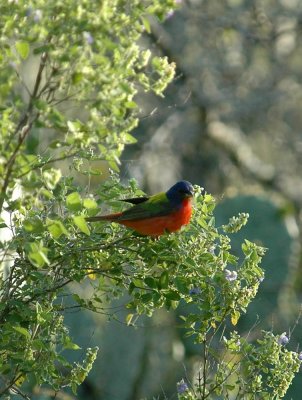 428Neals 020paintedBunting.jpg
