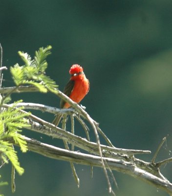 428Neals 063vermilion.jpg
