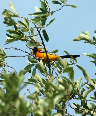 51MayDayNeals 023hoodedOriole.jpg