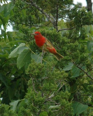 51MayDayNeals 057summerTanager.jpg