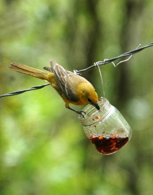 51MayDayNeals 116hoodedOriole.jpg