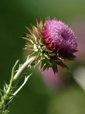 51MayDayNeals 175thistle.jpg