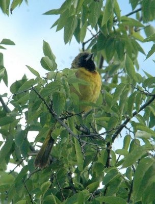 52neals 046oriole.jpg