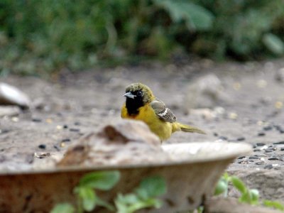 52neals 048zzzOriole.jpg