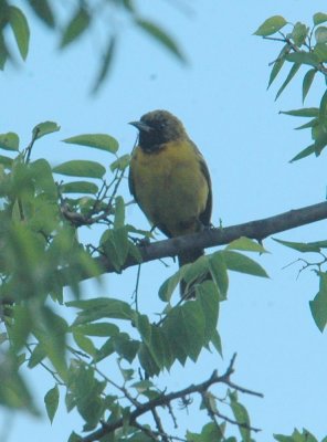 52neals 029shortchubbyoriole.jpg