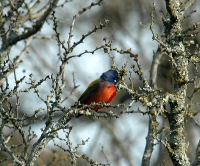 52neals 038paintedBunting.jpg