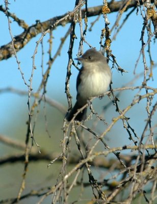 54Neals 030easternPhoebe.jpg