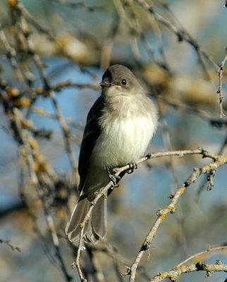 54Neals 034easternPhoebe.jpg