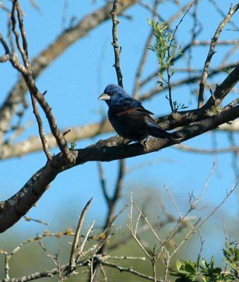 54Neals 039blueGrosbeak.jpg