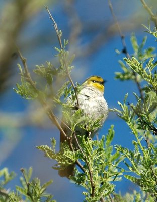 54Neals 044verdin.jpg