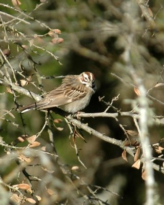54Neals 066larkSparrow.jpg