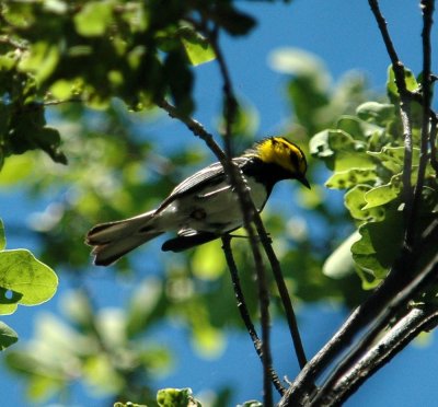 55CincoNeals 065goldencheekedwarbler.jpg