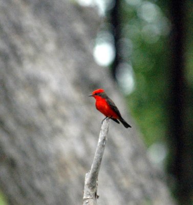 57Neals 039vermilion.jpg
