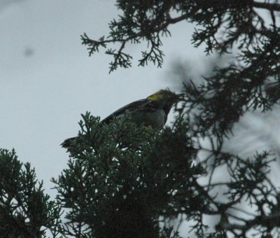58Neals 036goldencheekedwarbler.jpg