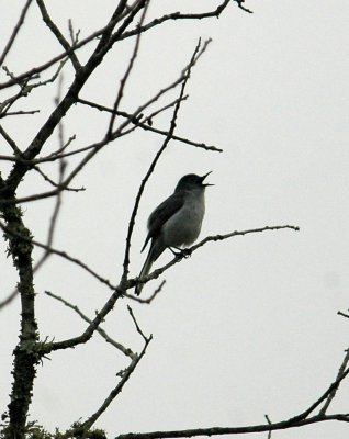 511neals 036singingBlueGray.jpg