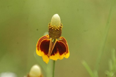 511neals 056mexicanHat.jpg