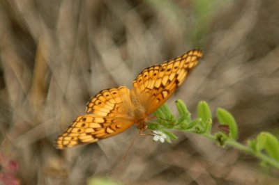 511neals 066variegatedFritillary.jpg
