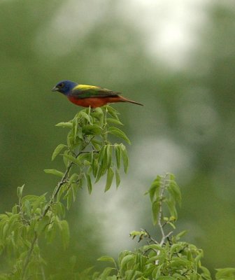 511neals 077paintedBunting.jpg