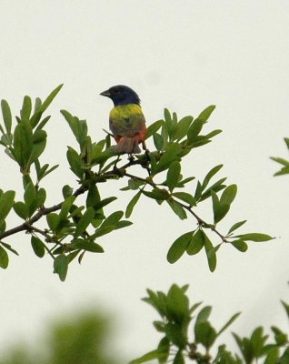 511neals 078paintedBunting.jpg
