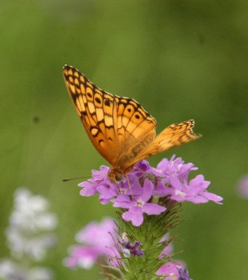 511neals 080variegatedFritillary.jpg