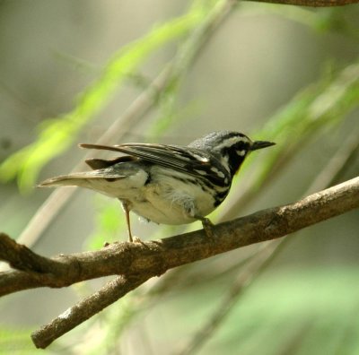 512NealsBats 029yellowthroatedwarb.jpg