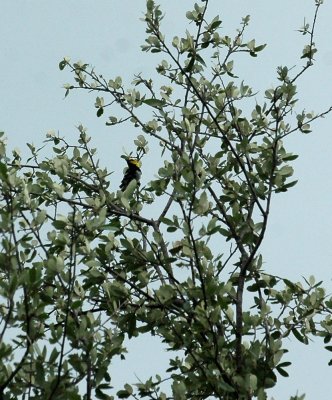 513Neals 049goldenCheekedWarbler.jpg