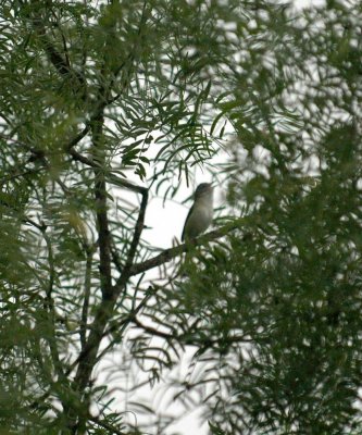 514CooksFish 040bellsVireo.jpg